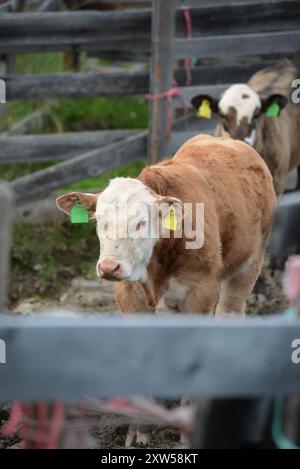 Vaches veaux, Norvège. Banque D'Images