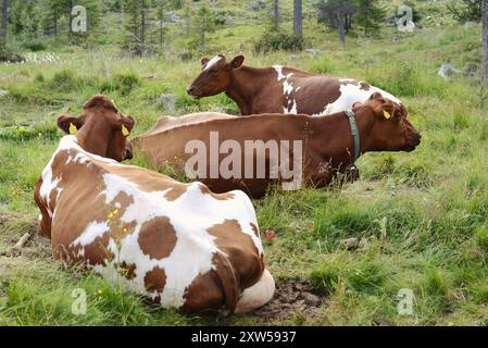 Trois vaches paissant dans la zone de montagne, Norvège Banque D'Images