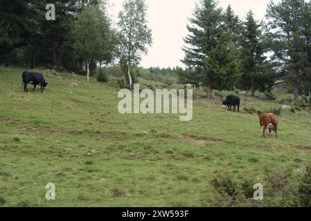 Trois vaches en pâturage sur un champ. Gol, Norvège Banque D'Images