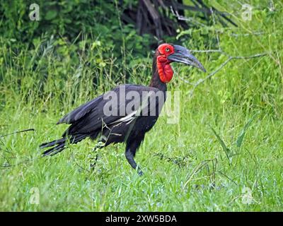 Adulte Southern Ground Hornbill (Bucorvus leadbeateri ; anciennement Bucorvus cafer) chasse au parc national Nyerere, Tanzanie Banque D'Images