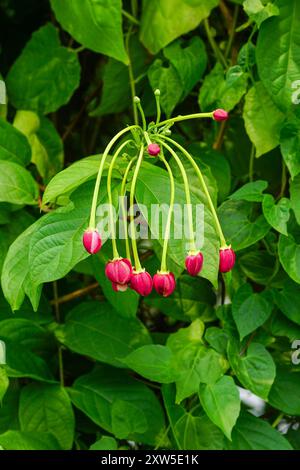 Bourgeons floraux rampants de Rangoon avec ses feuilles vertes Banque D'Images