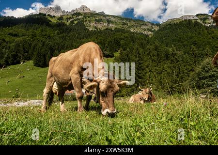 Vache suisse sur les pâturages d'été. Pâturage des vaches dans les Alpes. Vache dans un champ. Vaches laitières à Swiss Pasture. Vache mature dans un champ vert Banque D'Images