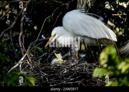 Grande mère Egret à son nid prenant soin de ses poussins nichés. Banque D'Images