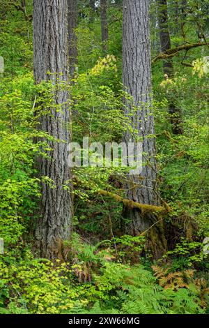 WA25580-00...WASHINGTON - grands arbres droits poussant dans la forêt vardente le long de la rivière Elwha ; Parc National Olympique. Banque D'Images