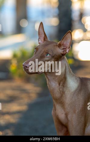 Portrait en lumière naturelle d'un chien Pharaon Hound dans un cadre extérieur Banque D'Images