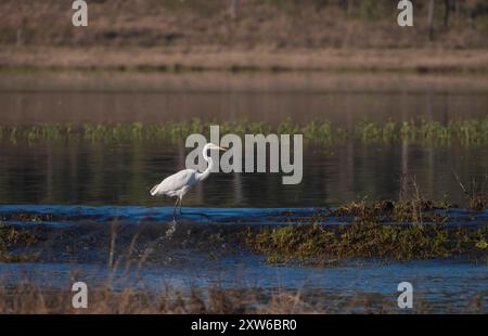 Great Egret, Ardea alba, au lac Mary sur Capricorn Coast près de Yeppoon dans le Queensland Australie. Banque D'Images