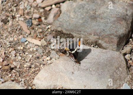 Gros plan d'un papillon nymphe de l'Arizona reposant sur un rocher à Ramsey Canyon à Hereford, Arizona Banque D'Images