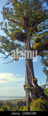 Arbre rata géant, plus de 300 ans, s'élevant de la forêt sur les flancs de colline surplombant la ville de Karamea, côte ouest, Nouvelle-Zélande. Panière verticale Banque D'Images