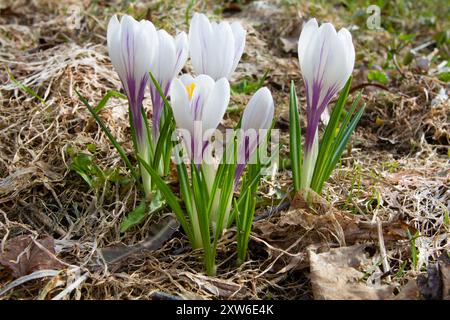 Au début du printemps, un groupe de fleurs de crocus blanches fleurissait dans le pré. Autour d'eux se trouvent de l'herbe fanée et des feuilles tombées. Gros plan. Banque D'Images