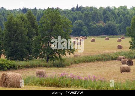 des rouleaux de foin fauché reposent sur le terrain de fauche parmi les arbres à côté de la forêt Banque D'Images