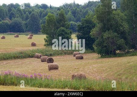 des rouleaux de foin fauché reposent sur le terrain de tonte parmi les arbres à côté de la forêt Banque D'Images