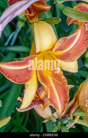 Gros plan sur le lis tigre orange en pleine floraison. Les lis oranges décoratifs fleurissent dans le jardin sur un fond vert. Fleur de Lilium bulbiferum, orange, tigre Banque D'Images