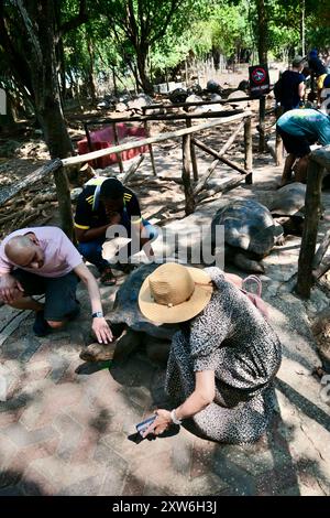 Prison Island cela n'a jamais été utilisé comme prison. Le sultan d'Omans la visite il a décidé de garder pour lui comme une redidence.ces tortue géante d'Aldabra Banque D'Images