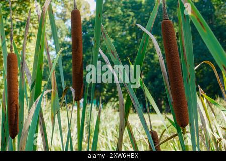 inflorescence brune plante typhus cattail d'épi d'inflorescence brune gros plan sur une journée brillante à l'étang Banque D'Images