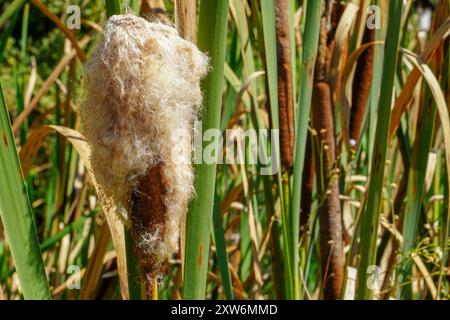 Plante typha sèche dans le canal. Typha angustifolia également connu sous le nom de petite bulustifolia, cattail à feuilles étroites ou petite reedmace. Fond de plante de rivière. Banque D'Images