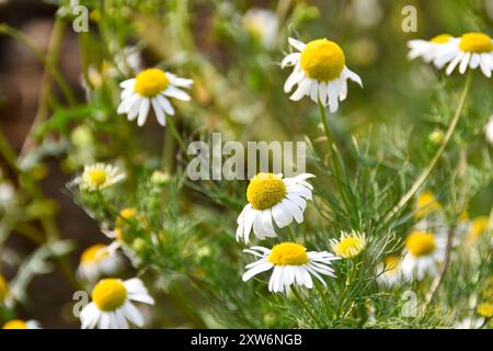 Camomille matricaire inodore - Tripleurospermum inodorum Banque D'Images