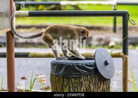 Macaque à longue queue mâle dominant (Macaca fascicularis) buvant dans une poubelle Banque D'Images