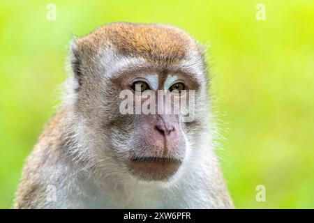 Portrait de macaque mâle dominant à longue queue (Macaca fascicularis) Banque D'Images