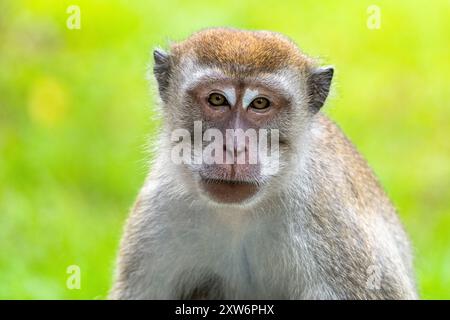 Portrait de macaque mâle dominant à longue queue (Macaca fascicularis) Banque D'Images