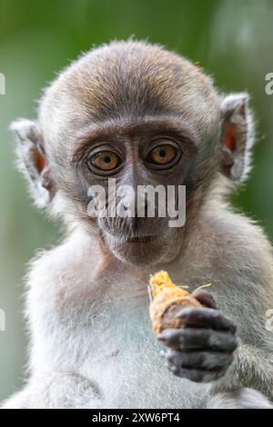 Jeune macaque à longue queue (Macaca fascicularis) mangeant un fruit de palmier Banque D'Images