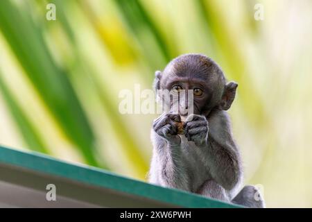 Jeune macaque à longue queue (Macaca fascicularis) mangeant un fruit de palmier sur un toit Banque D'Images