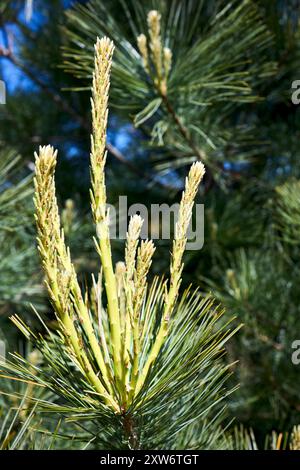 Floraison des fleurs de Pinus cembra connu sous le nom de pin suisse Arolla, pin autrichien, ou simplement espèce de pin de pierre du sous-genre strobus. Banque D'Images