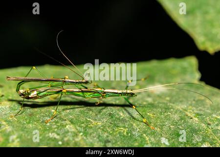 Parorthomeria alexis, espèce d'insecte de bâton, accouplement Banque D'Images