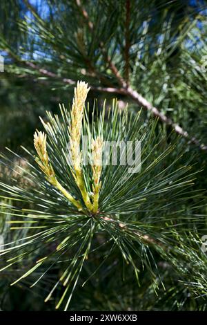 Floraison des fleurs de Pinus cembra connu sous le nom de pin suisse Arolla, pin autrichien, ou simplement espèce de pin de pierre du sous-genre strobus. Banque D'Images