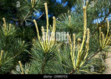 Floraison des fleurs de Pinus cembra connu sous le nom de pin suisse Arolla, pin autrichien, ou simplement espèce de pin de pierre du sous-genre strobus. Banque D'Images