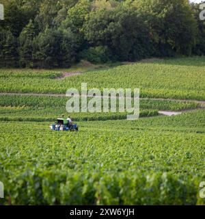 les vignes sont taillées sur tracteur à cheval dans la zone de chamapgne près d'epernay et reims en france Banque D'Images