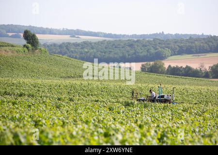 les vignes sont taillées sur tracteur à cheval dans la zone de chamapgne près d'epernay et reims en france Banque D'Images