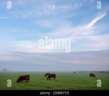 Vaches brunes au lever du soleil le matin brumeux dans la prairie près de la rivière Aisne entre Charleville mezières et Reims en champagne ardenne Banque D'Images