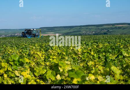 les vignes sont taillées sur tracteur à cheval dans la zone de chamapgne près d'epernay et reims en france Banque D'Images