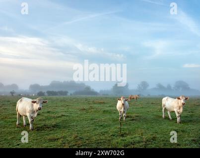 Vaches blanches au lever du soleil le matin brumeux dans la prairie près de la rivière Aisne entre Charleville mezières et Reims en champagne ardenne Banque D'Images