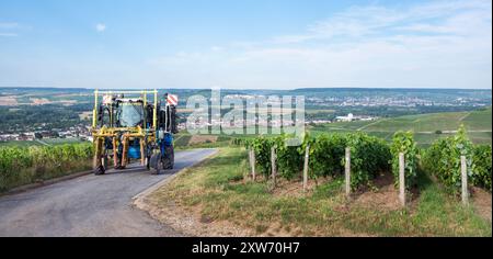 les vignes sont taillées sur tracteur à cheval dans la zone de chamapgne Banque D'Images