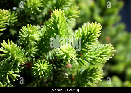 Abies pinsapo ou sapin espagnol dans la famille des Pinaceae originaire du sud de l'Espagne et du nord du Maroc mise au point sélective gros plan. Banque D'Images