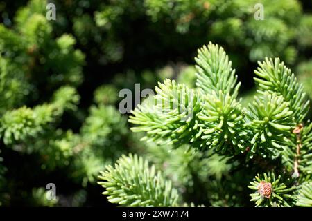 Abies pinsapo ou sapin espagnol dans la famille des Pinaceae originaire du sud de l'Espagne et du nord du Maroc mise au point sélective gros plan. Banque D'Images