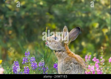 Lapin sauvage européen, Oryctolagus cuniculus, sentant et léchant une tige de petite barbe hawksard, Crepis capillaris, assis entre un Su violet et rouge Banque D'Images