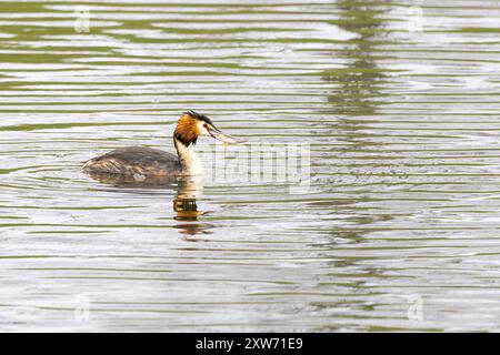 Gros plan d'un grêbe à crête, Podiceps cristatus, en plumage au printemps, chassant dans l'eau avec une petite perche, Perca fluviatilis Banque D'Images