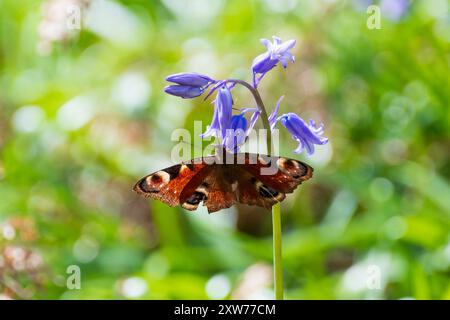 Peacock Butterfly sur un Bluebell Banque D'Images