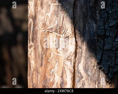 Des traces de coléoptère sur un tronc d'arbre sous l'écorce. Dommages à la plante et problème pour les forêts allemandes et l'industrie du bois. Banque D'Images