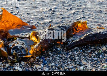 Sugar Kelp allongé sur la plage du comté de Seapark en Irlande du Nord alors que la marée arrive Banque D'Images