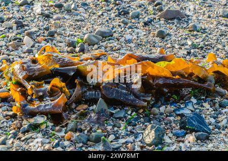 Sugar Kelp allongé sur la plage du comté de Seapark en Irlande du Nord alors que la marée arrive Banque D'Images