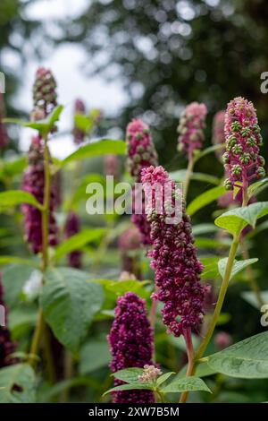 Fleurs de pokeweed indien poussant dans le jardin du palais de l'évêque, Chichester, West Sussex, Royaume-Uni Banque D'Images