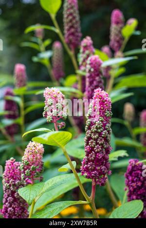 Fleurs de pokeweed indien poussant dans le jardin du palais de l'évêque, Chichester, West Sussex, Royaume-Uni Banque D'Images