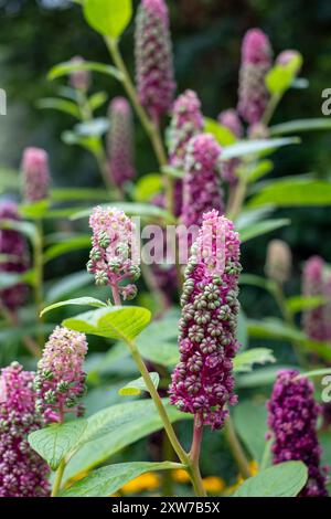 Fleurs de pokeweed indien poussant dans le jardin du palais de l'évêque, Chichester, West Sussex, Royaume-Uni Banque D'Images