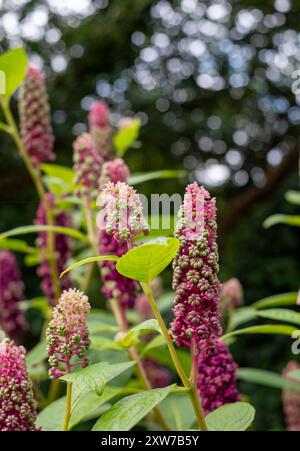 Fleurs de pokeweed indien poussant dans le jardin du palais de l'évêque, Chichester, West Sussex, Royaume-Uni Banque D'Images