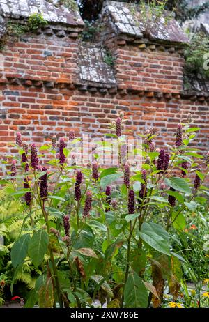 Fleurs de pokeweed indien poussant dans le jardin du palais de l'évêque, Chichester, West Sussex, Royaume-Uni Banque D'Images