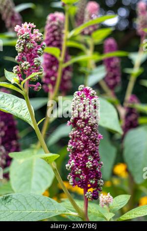 Fleurs de pokeweed indien poussant dans le jardin du palais de l'évêque, Chichester, West Sussex, Royaume-Uni Banque D'Images