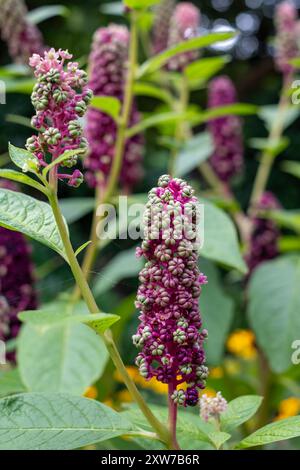 Fleurs de pokeweed indien poussant dans le jardin du palais de l'évêque, Chichester, West Sussex, Royaume-Uni Banque D'Images